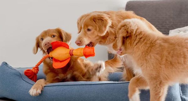 I-10-migliori-negozi-di-giocattoli-per-cani-a-Milano