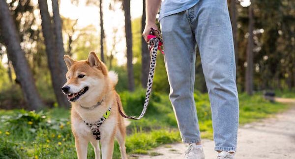 servizi di pet sitting a domicilio a Milano