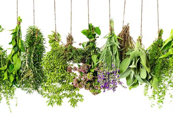 raccolta di erbe medicinali fresche e secche