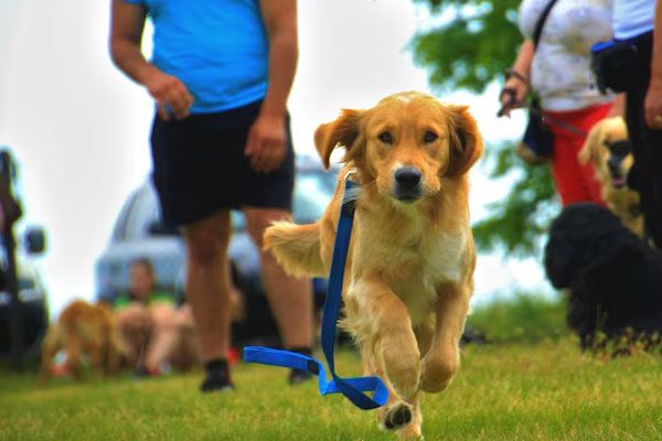 Cane che corre tra le persone in un parco