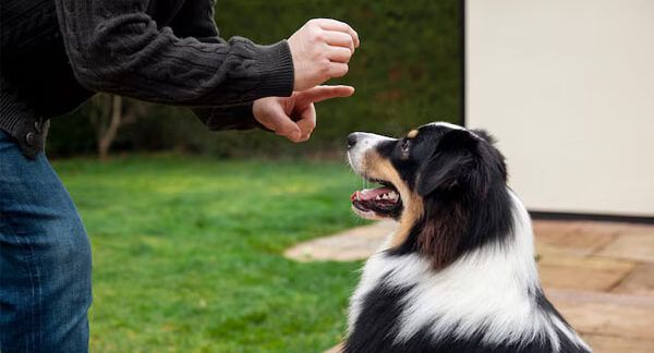 scuole per cani a Milano
