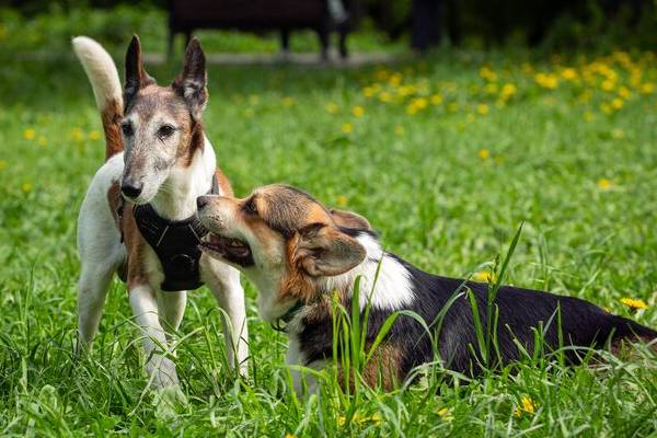 cani che giocano nel parco